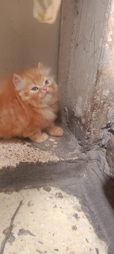 Extreme Punch Face Persian Kittens | Long Cort | Pike blood line|