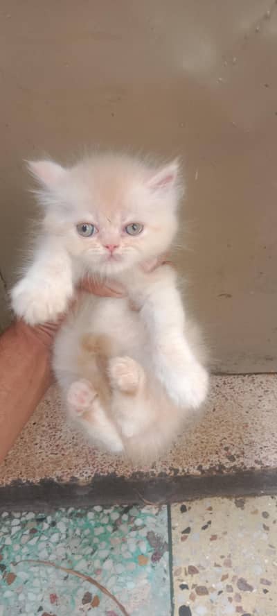 Extreme Punch Face Persian Kittens | Long Cort | Pike blood line|