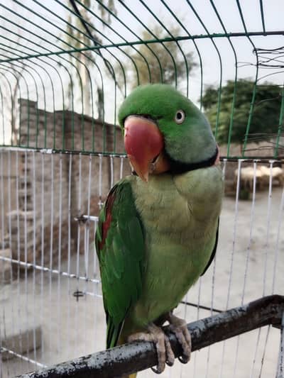 raw parrot /Green parrot/kashmiri parrot /jumbo size parrot