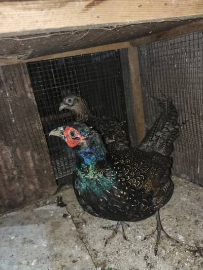pheasent breeder pair