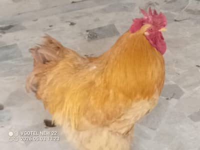 Chick's for sale