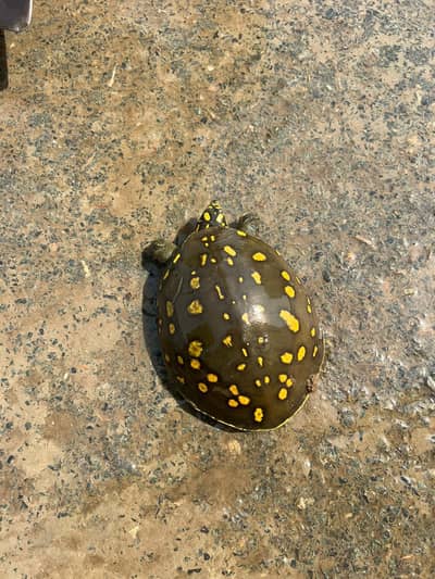 Turtle used for medicine and other purposes