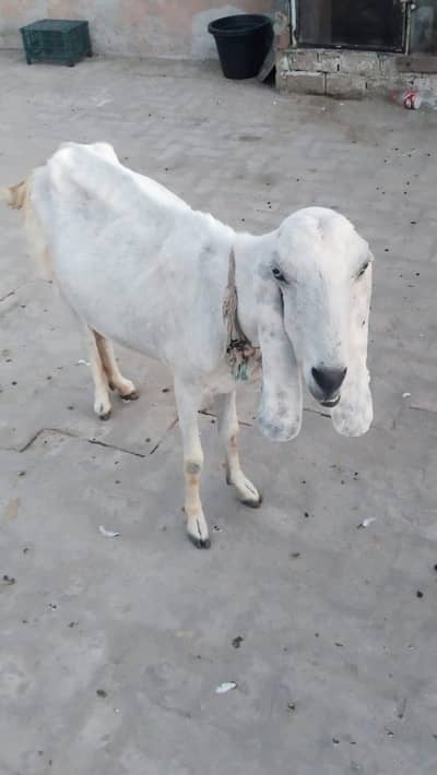 2 white goat ( 1 pregnant)