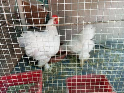 healthy bantam pair for sale