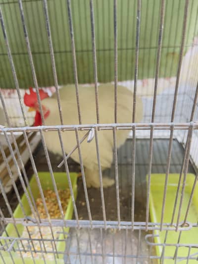 fancy hens and cage for sale