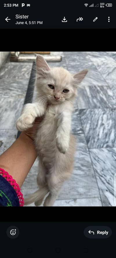 Persian kittens Whatsapp contact 0325:8813216
