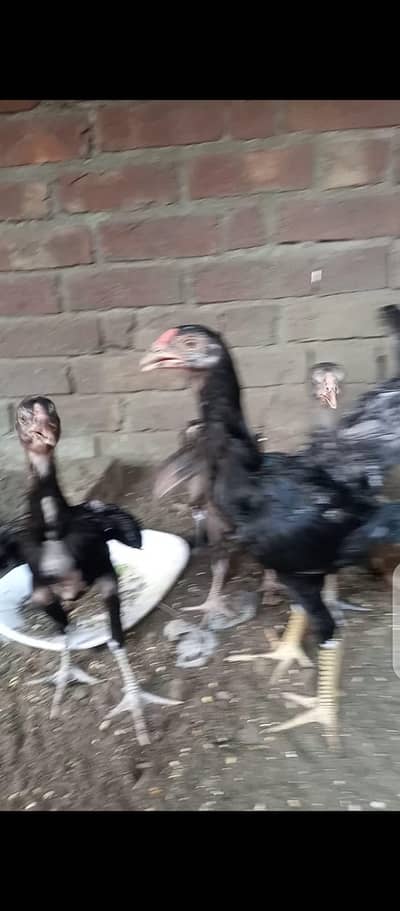 aseel chiks
