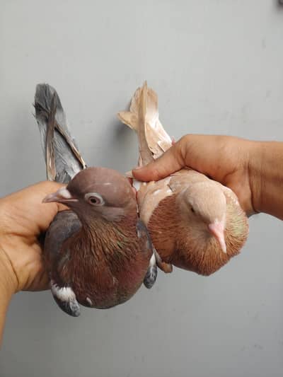 Pair for sale.
