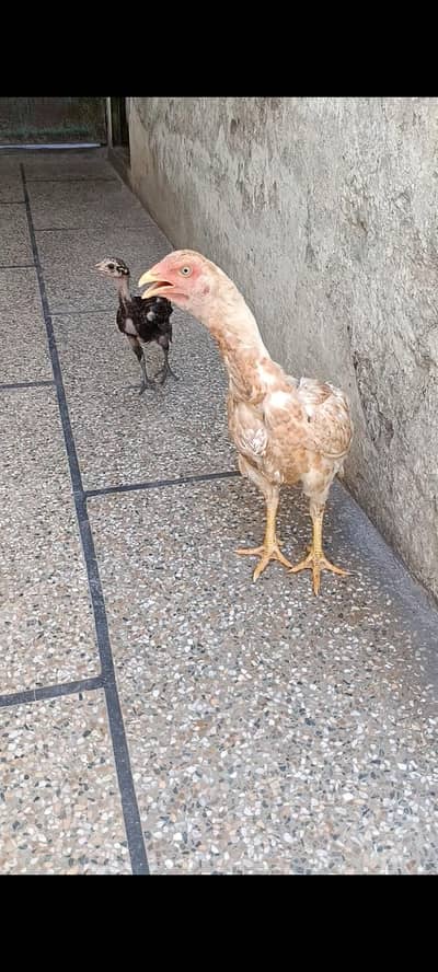 animal