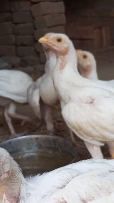 pure white aseel chicks