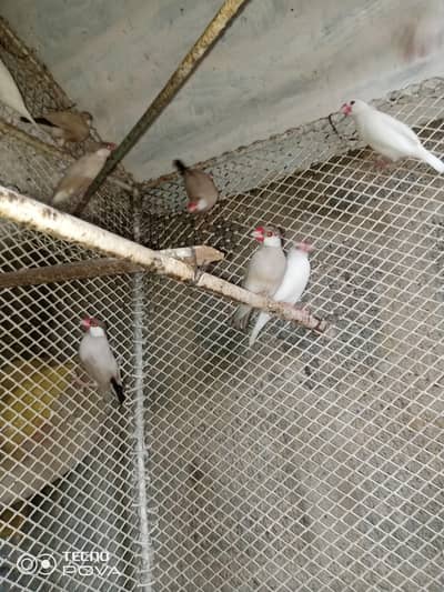 java breader pair