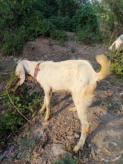 bakra