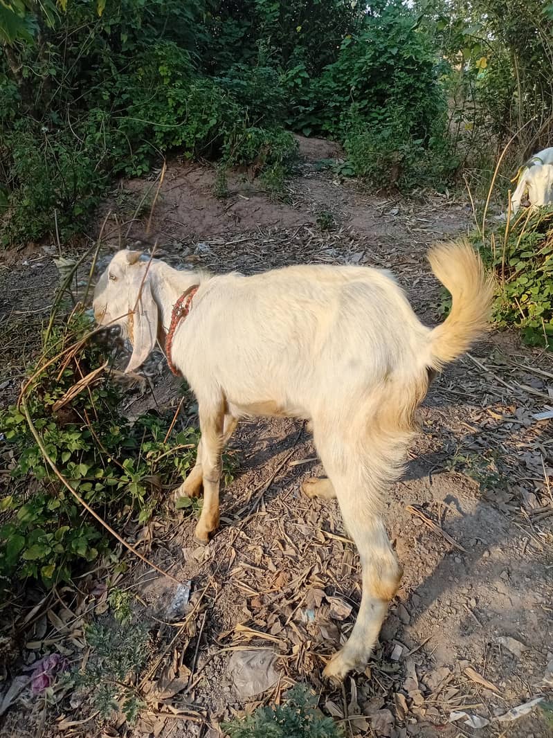 bakra 1