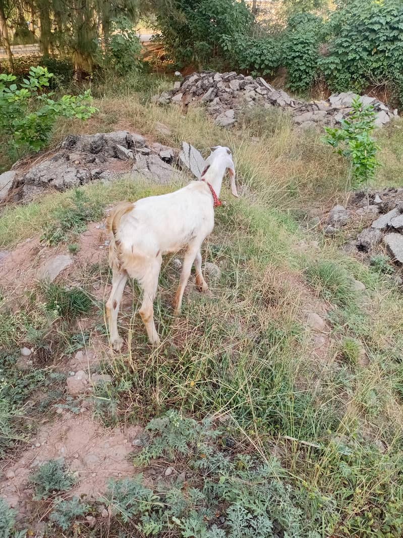 bakra 2