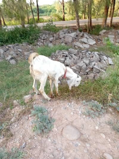 bakra
