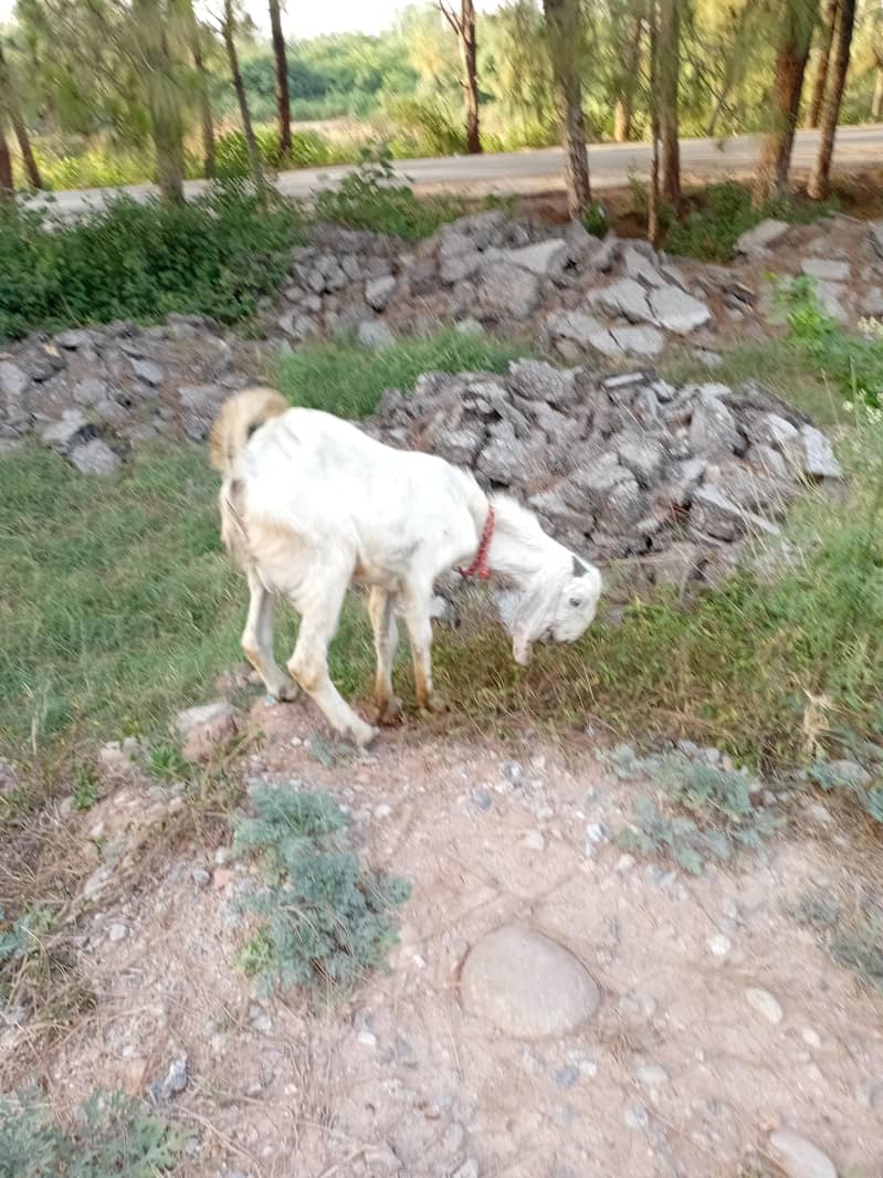 bakra 3