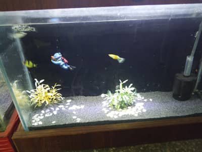 fish aquarium for sale