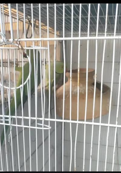 ringneck breeder pair 0324 8203246