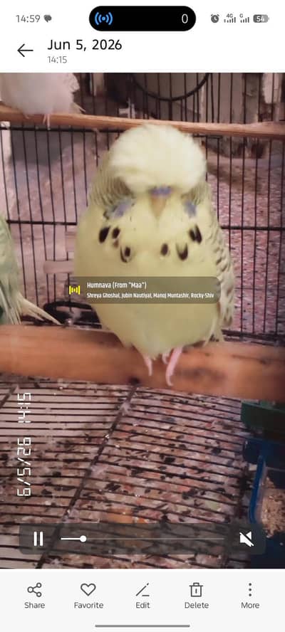 exhibition budgies