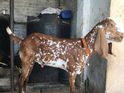 Mekhi cheena bakra