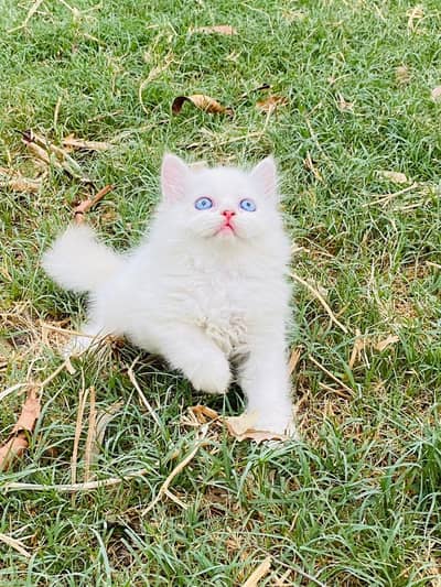 Blue Eyes Female kittens