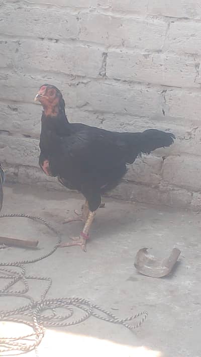 burmi