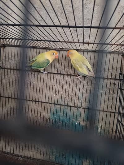 Palefellow And Creamino Breeder Pairs For Sale