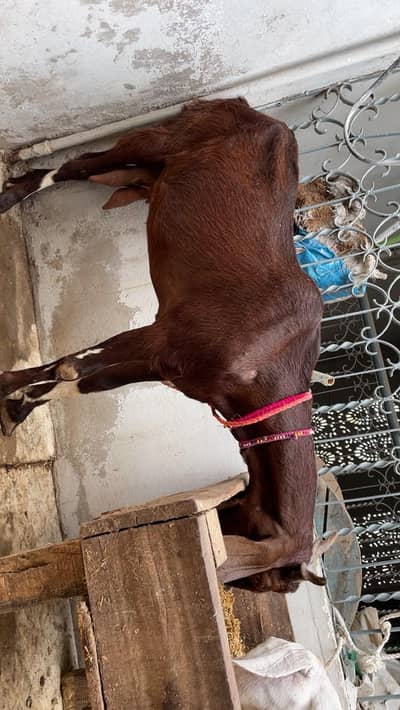 bakri