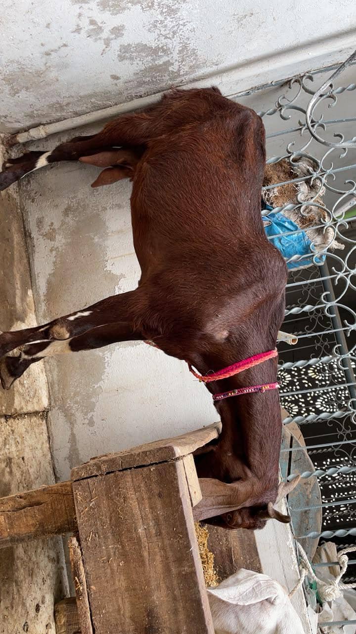 bakri 0