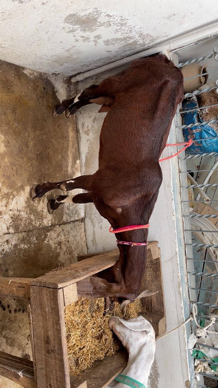 bakri 1