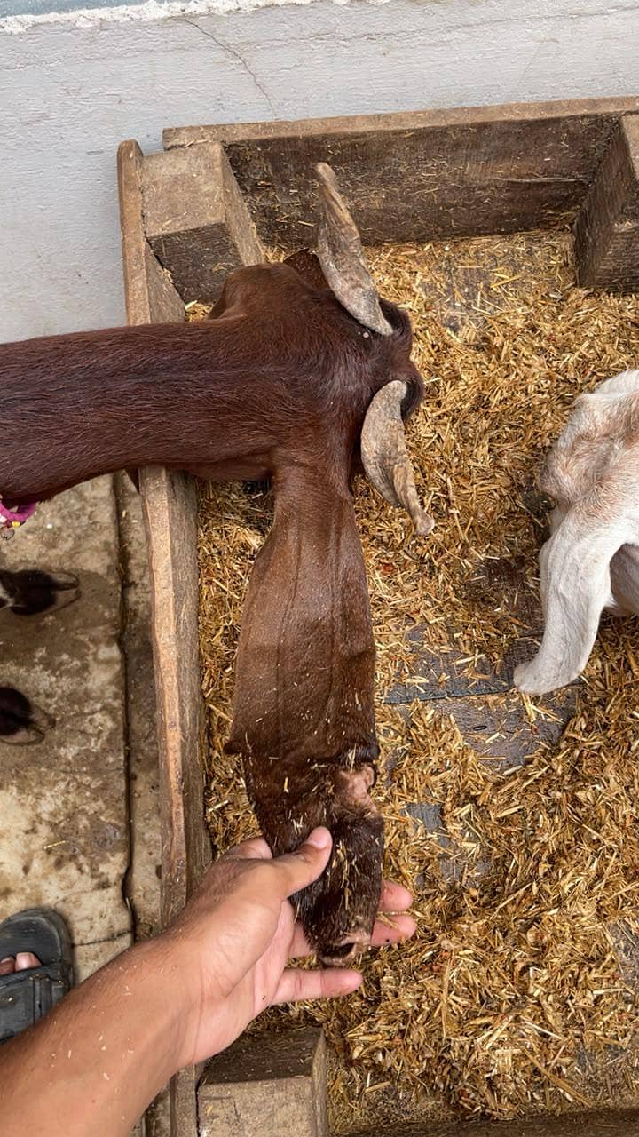 bakri 2