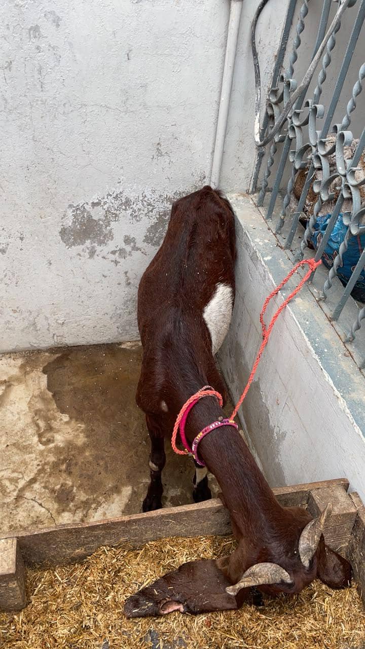 bakri 3