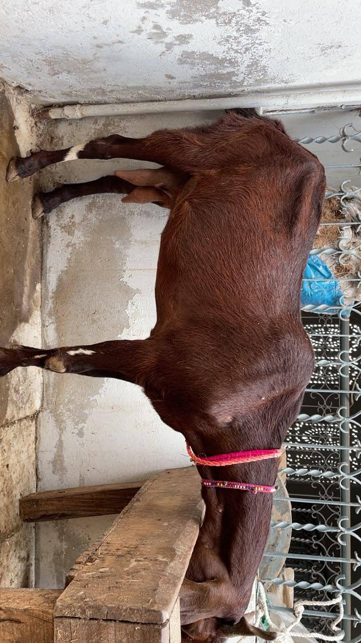 bakri 4