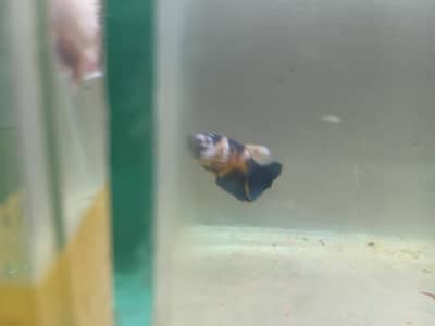 Rare Exotic bettas