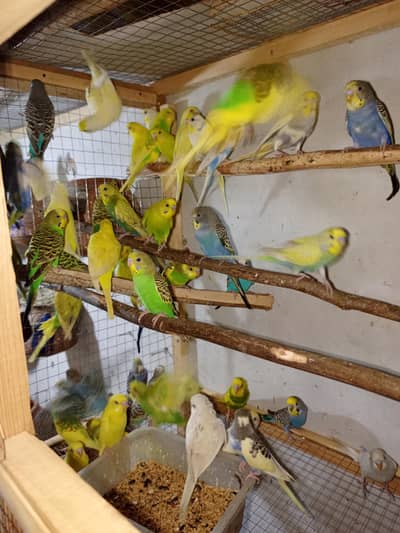 Love Birds cocktail Astalian For sale