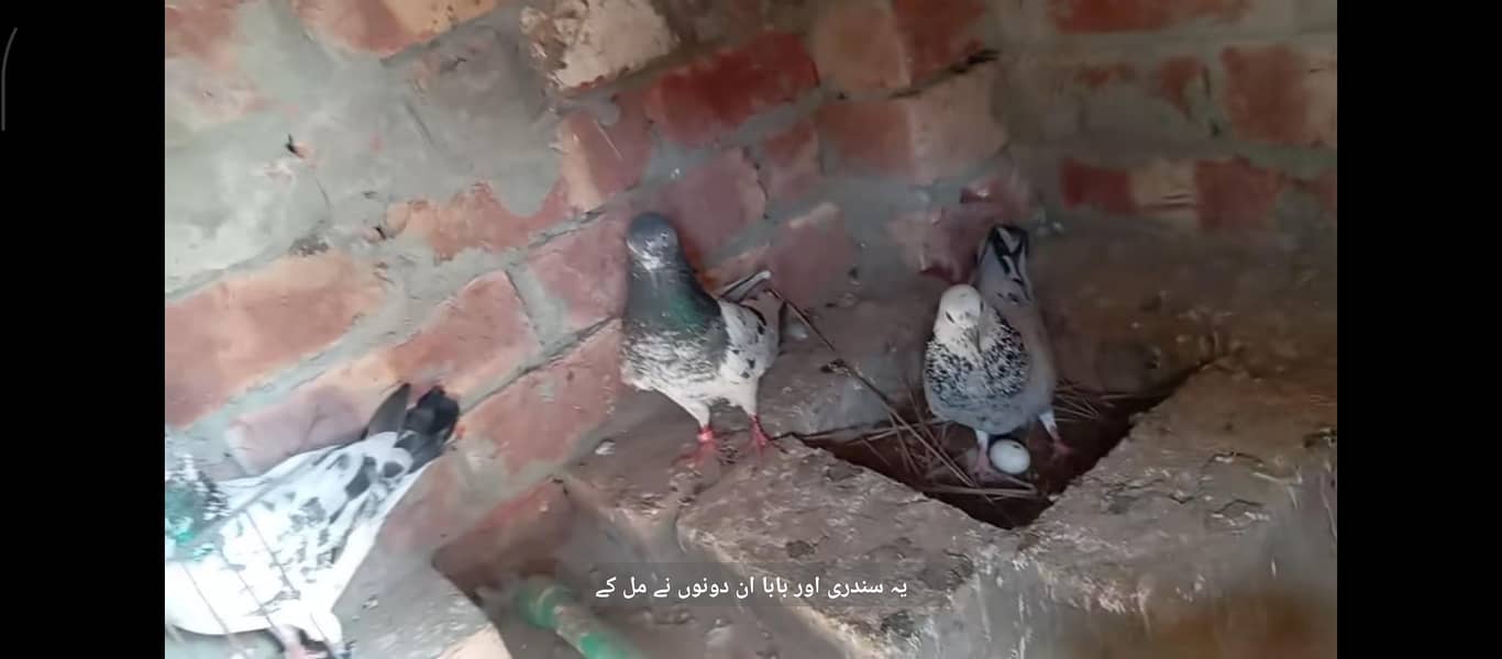 kabootar 6