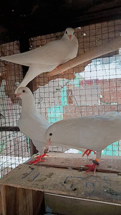 Low Flyer baby pigeon