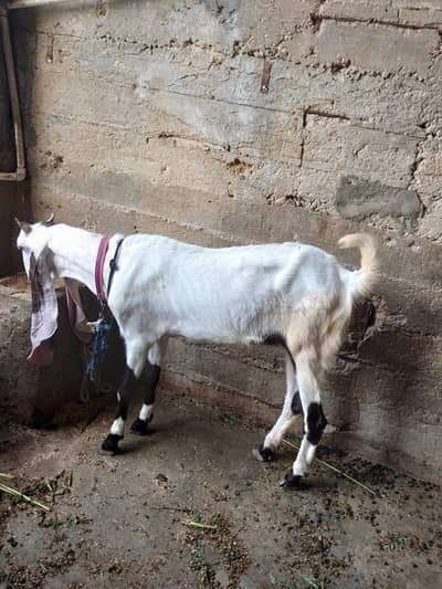 Abluck aala nasal ki do dant path