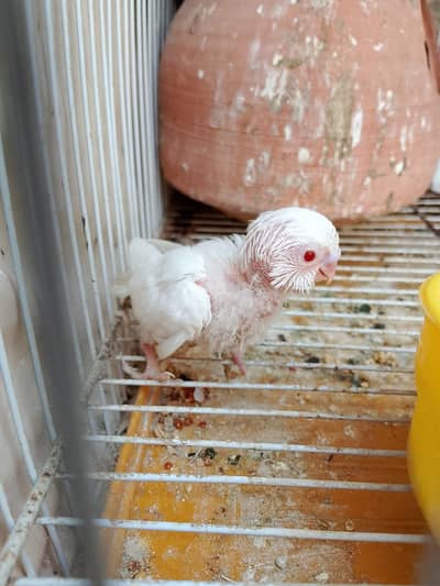 Beautiful Healthy Female Green Ringneck Kathia Parrot for Sale