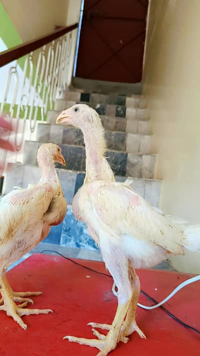 White  Oh shamo chicks