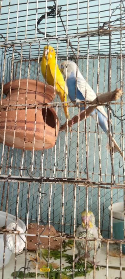 Budgies pairs homebreed