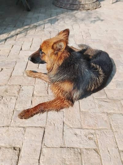 German shepherd female long coated