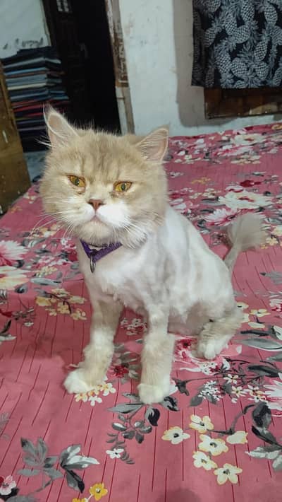 Female Persian Cat | 11 Months | Ready for Breeding | Semi Punch Face