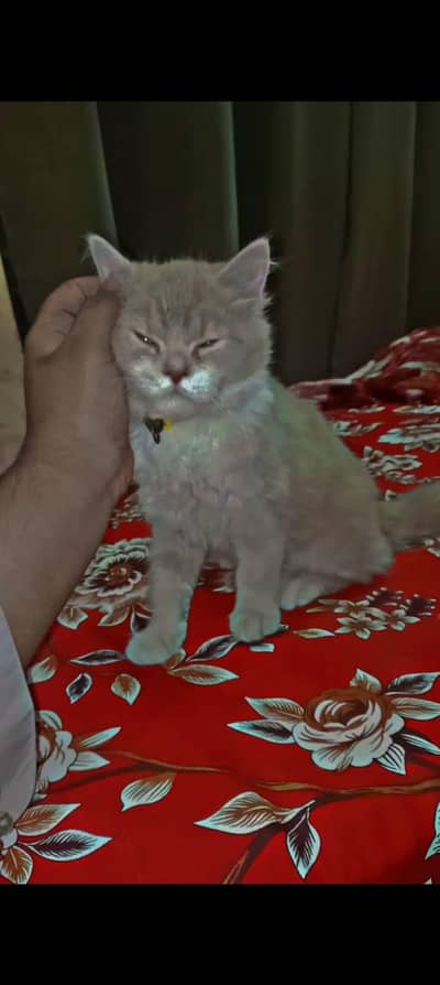 Female Persian Cat | 11 Months | Ready for Breeding | Semi Punch Face