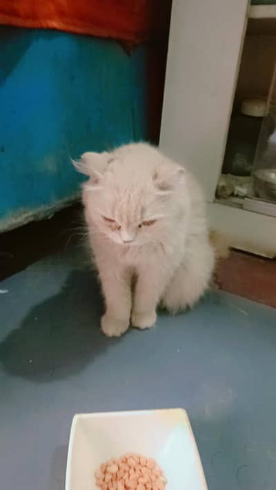 Persian Female Cat