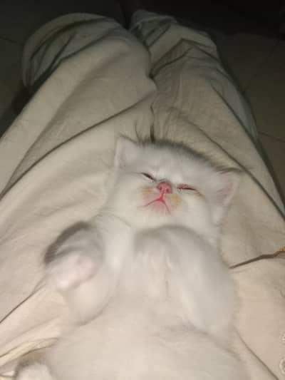 Ragdoll, triple coat ,cute ,kitten ,45 days