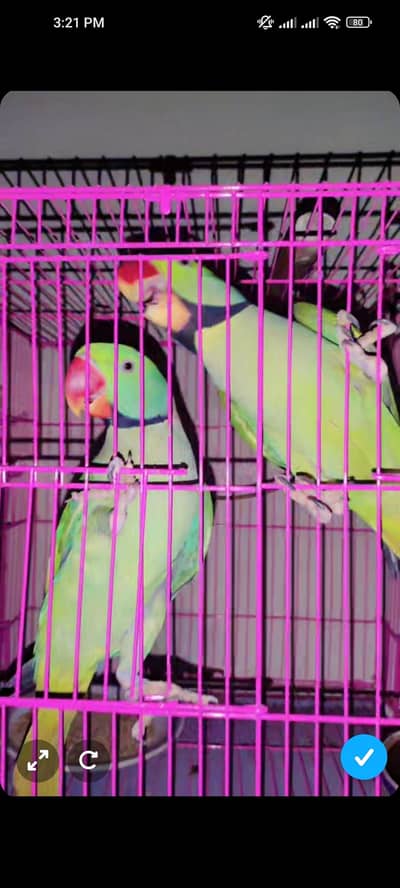 RAW PARROT