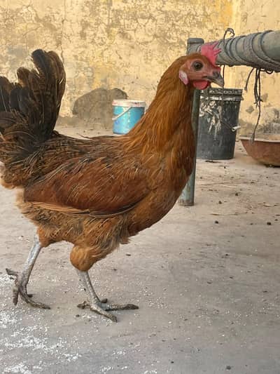 Desi Misri Murgiya