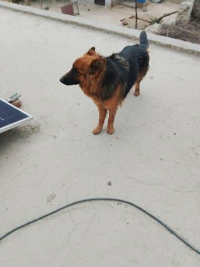 German shepherd