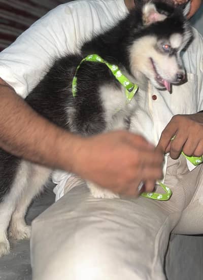 husky with blue eye long cot